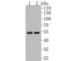 KLF4 Antibody in Western Blot (WB)