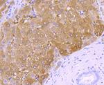 Golgi protein 58k Antibody in Immunohistochemistry (Paraffin) (IHC (P))