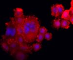 XBP1 Antibody in Immunocytochemistry (ICC/IF)