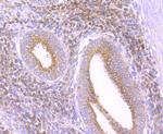 Catalase Antibody in Immunohistochemistry (Paraffin) (IHC (P))