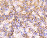 Catalase Antibody in Immunohistochemistry (Paraffin) (IHC (P))