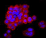 NGAL Antibody in Immunocytochemistry (ICC/IF)