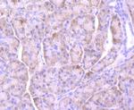 NGAL Antibody in Immunohistochemistry (Paraffin) (IHC (P))