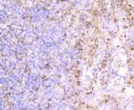 P-Selectin Antibody in Immunohistochemistry (Paraffin) (IHC (P))