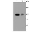 P-Selectin Antibody in Western Blot (WB)