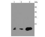 MIF Antibody in Western Blot (WB)