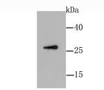 GDNF Antibody in Western Blot (WB)