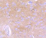 GLAST Antibody in Immunohistochemistry (Paraffin) (IHC (P))