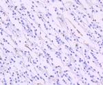 GLAST Antibody in Immunohistochemistry (Paraffin) (IHC (P))