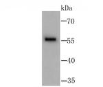 GLAST Antibody in Western Blot (WB)