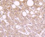 IDH2 Antibody in Immunohistochemistry (Paraffin) (IHC (P))