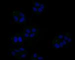 JAK3 Antibody in Immunocytochemistry (ICC/IF)