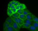 Placental Alkaline Phosphatase Antibody in Immunocytochemistry (ICC/IF)