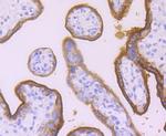 Placental Alkaline Phosphatase Antibody in Immunohistochemistry (Paraffin) (IHC (P))