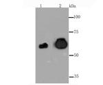 Placental Alkaline Phosphatase Antibody in Western Blot (WB)