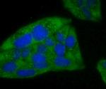 Ferritin Heavy Chain Antibody in Immunocytochemistry (ICC/IF)