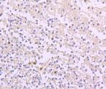 Ferritin Heavy Chain Antibody in Immunohistochemistry (Paraffin) (IHC (P))