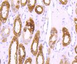 Ferritin Heavy Chain Antibody in Immunohistochemistry (Paraffin) (IHC (P))