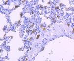 IBA1 Antibody in Immunohistochemistry (Paraffin) (IHC (P))