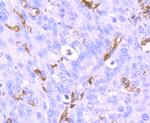 IBA1 Antibody in Immunohistochemistry (Paraffin) (IHC (P))