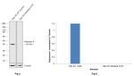 Aldolase A Antibody