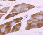 Aldolase A Antibody in Immunohistochemistry (Paraffin) (IHC (P))