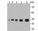 Aldolase A Antibody in Western Blot (WB)