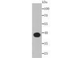 Aldolase A Antibody in Western Blot (WB)