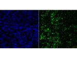 Histone H2A.X Antibody in Immunohistochemistry (Paraffin) (IHC (P))