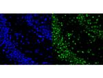 Histone H2A.X Antibody in Immunohistochemistry (Paraffin) (IHC (P))