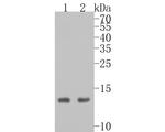 Histone H2A.X Antibody in Western Blot (WB)