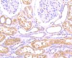 N-WASP Antibody in Immunohistochemistry (Paraffin) (IHC (P))