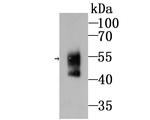 N-WASP Antibody in Western Blot (WB)