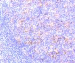 Citrate Synthase Antibody in Immunohistochemistry (Paraffin) (IHC (P))