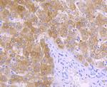 ALDH1L1 Antibody in Immunohistochemistry (Paraffin) (IHC (P))