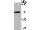 RNF2 Antibody in Western Blot (WB)