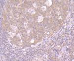 CRM1 Antibody in Immunohistochemistry (Paraffin) (IHC (P))