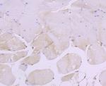 CRM1 Antibody in Immunohistochemistry (Paraffin) (IHC (P))