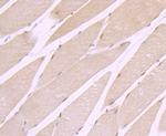 CRM1 Antibody in Immunohistochemistry (Paraffin) (IHC (P))