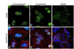 CRM1 Antibody