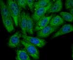 PCK2 Antibody in Immunocytochemistry (ICC/IF)