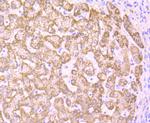 PCK2 Antibody in Immunohistochemistry (Paraffin) (IHC (P))