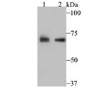 PCK2 Antibody in Western Blot (WB)