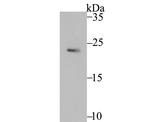 Securin Antibody in Western Blot (WB)