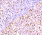 FKBP5 Antibody in Immunohistochemistry (Paraffin) (IHC (P))