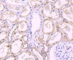 FKBP5 Antibody in Immunohistochemistry (Paraffin) (IHC (P))