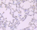 FKBP5 Antibody in Immunohistochemistry (Paraffin) (IHC (P))