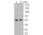 FKBP5 Antibody in Western Blot (WB)