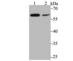 PAK2 Antibody in Western Blot (WB)