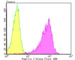 PUM1 Antibody in Flow Cytometry (Flow)